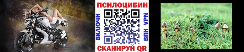 Купить где  Урус-Мартан  Псилоцибиновые грибы Psilocybe 
